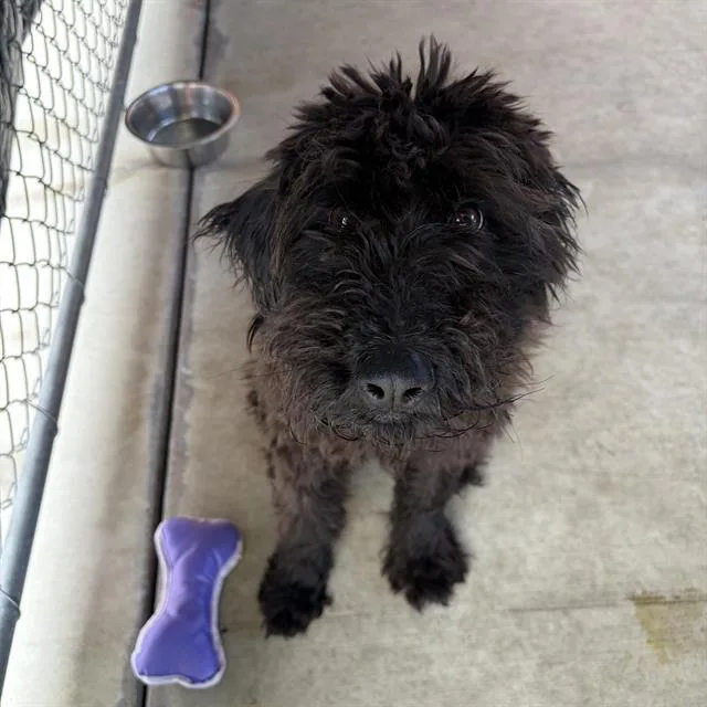 A young medium-sized female Poodle dog named Licorice for adoption in Redlands, CA
