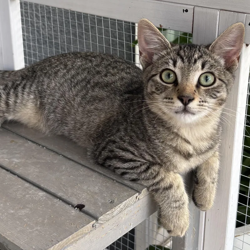 A baby small-sized male Tabby (Brown / Chocolate) Domestic Short Hair cat named Tiger for adoption in Orange, CA