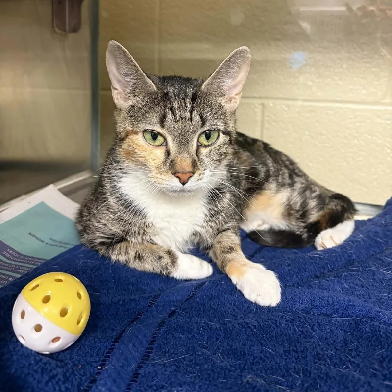 A young medium-sized female Torbie Domestic Short Hair cat named Meadow for adoption in Concord, NC