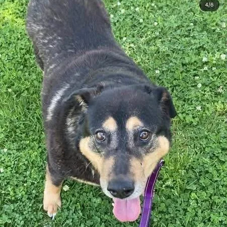 A senior large-sized female Black Rottweiler dog named Ramona for adoption in Turlock, CA