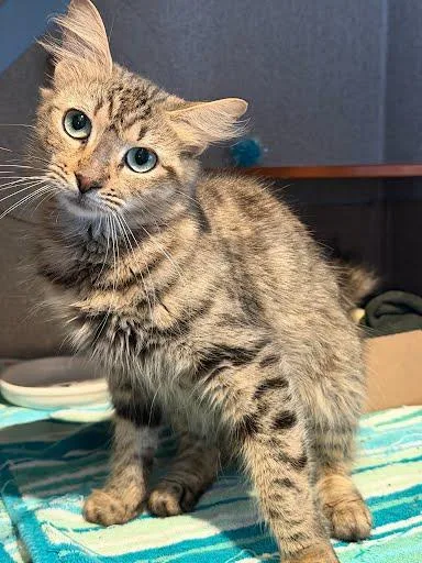 An adult medium-sized female Domestic Medium Hair cat named Evangeline for adoption in Washington, DC