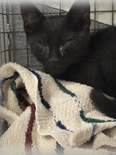 A baby small-sized male Domestic Short Hair cat named Blueberry for adoption in Las Vegas, NV