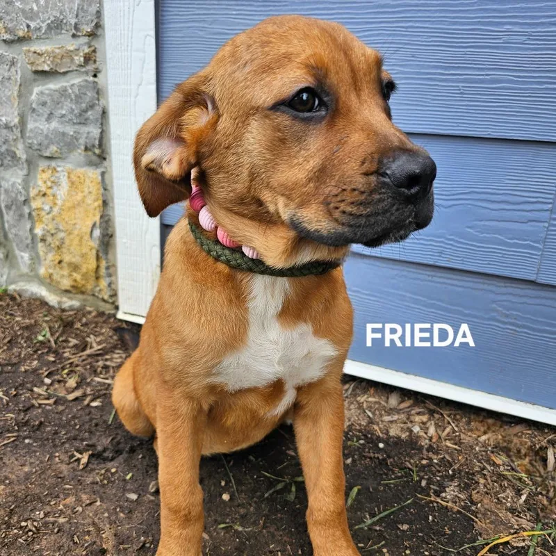 An adult medium-sized female Brown / Chocolate Mixed Breed dog named Frieda for adoption in Madisonville, TN