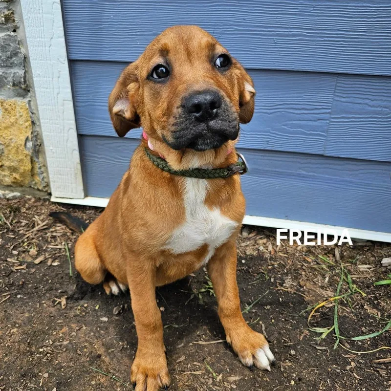 Frieda thumbnail 2