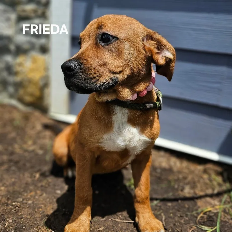 Frieda thumbnail 4