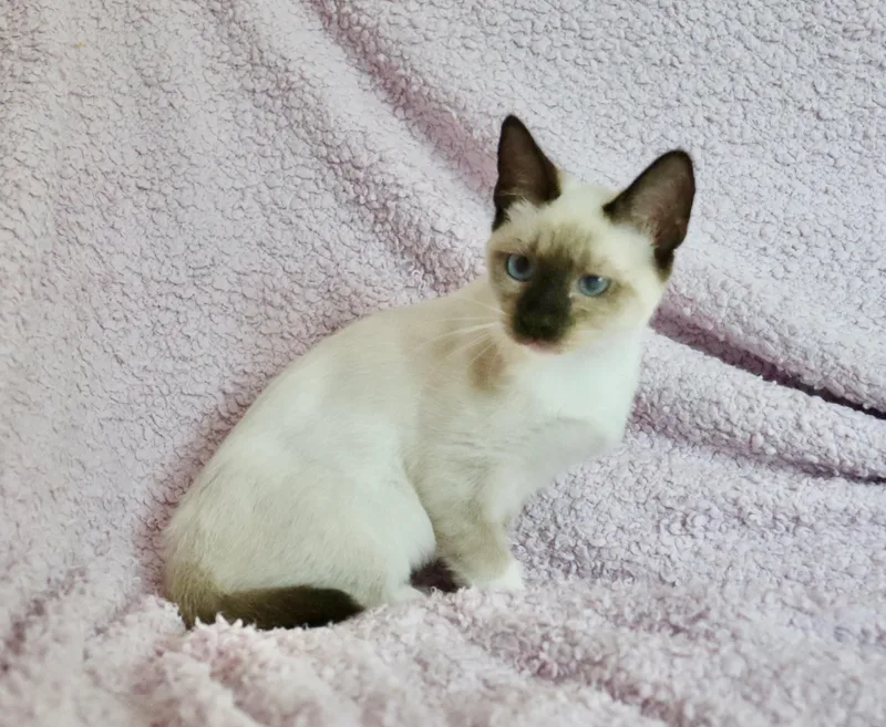 A baby medium-sized female Seal Point Siamese cat named Firefly for adoption in Saint Augustine, FL