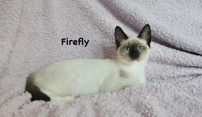 Firefly thumbnail 2