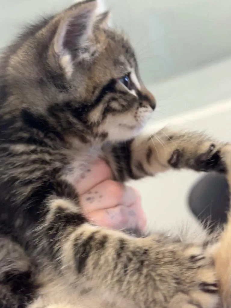 A baby small-sized male Domestic Short Hair cat named Momordica for adoption in Thousand Oaks, CA