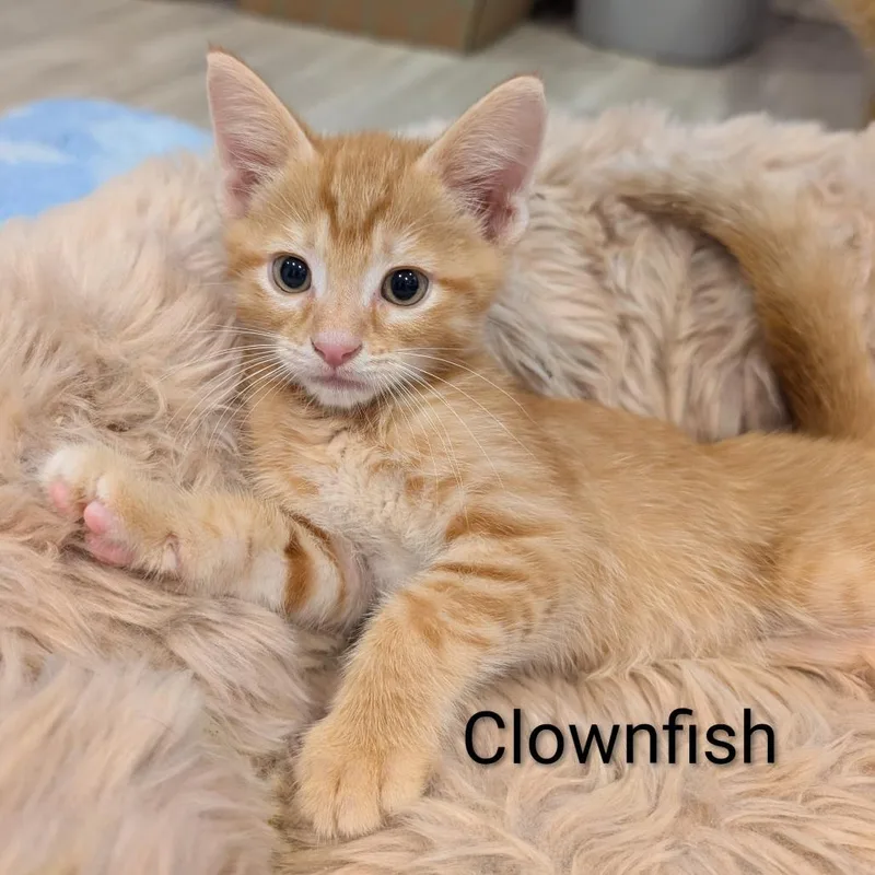 A baby small-sized male Orange / Red Domestic Short Hair cat named Clownfish for adoption in Roselle, IL