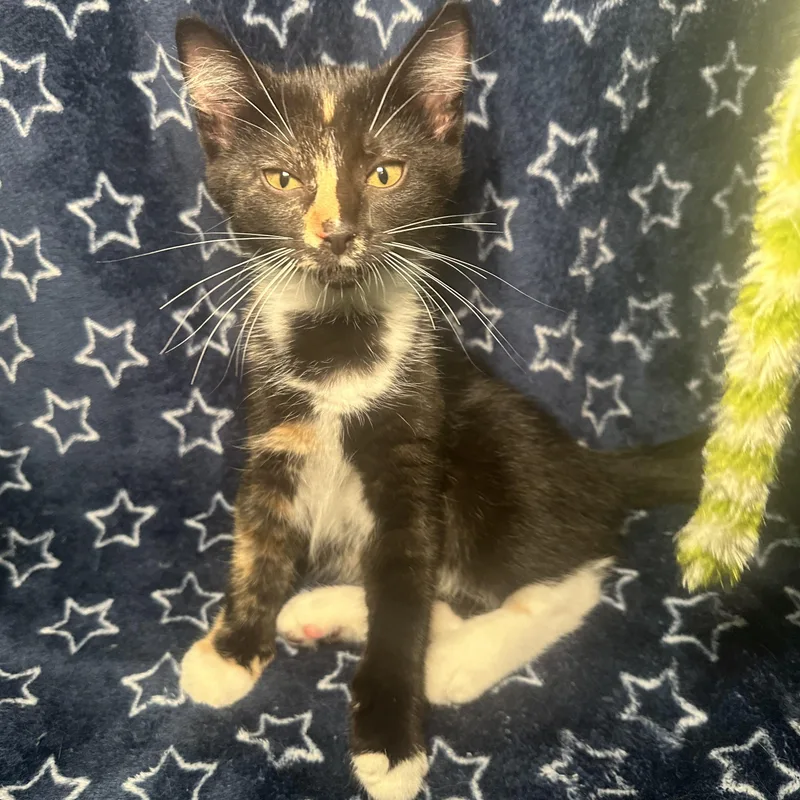 A baby small-sized female Tortoiseshell Domestic Short Hair cat named Niki for adoption in Kent, OH
