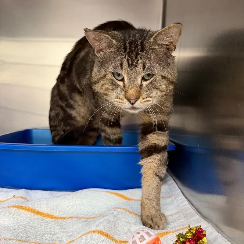 An adult large-sized male Brown / Chocolate Domestic Short Hair cat named Theodore for adoption in Auburn, AL