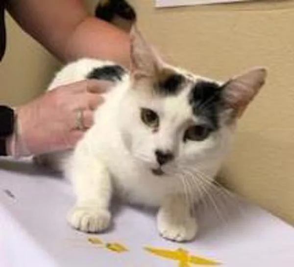 A senior small-sized female Domestic Short Hair cat named Dorothy for adoption in Oceanside, CA