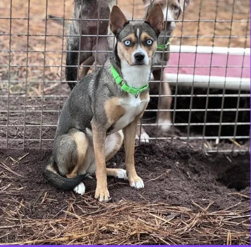 A young small-sized female Beagle dog named Zara for adoption in Pawleys Island, SC