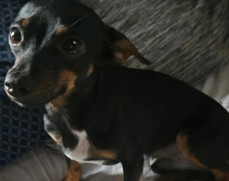 A baby small-sized male Bicolor Chihuahua dog named Sawyer for adoption in Winsted, CT