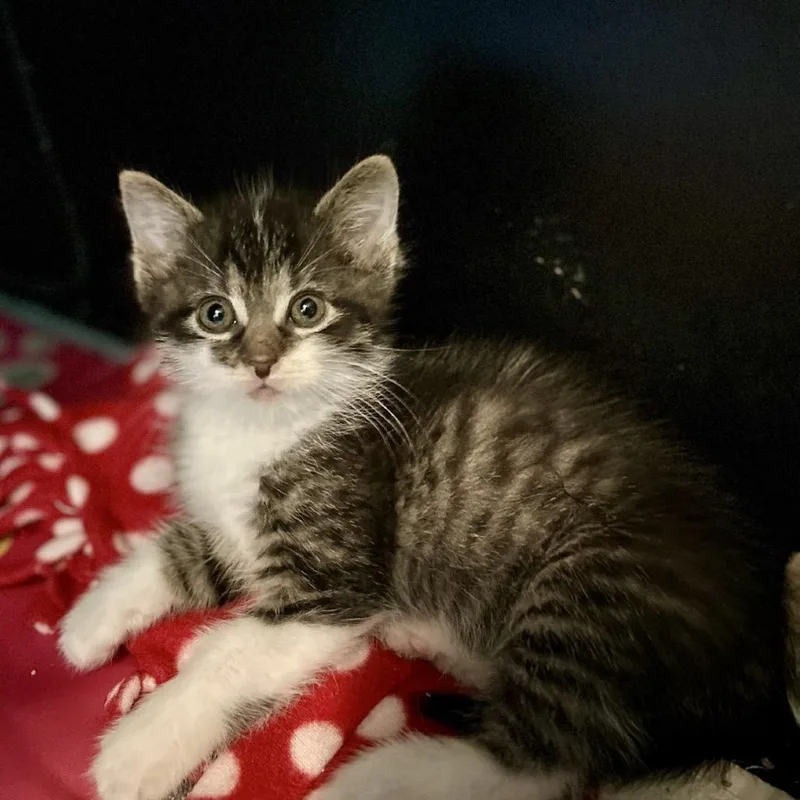 A baby small-sized male Brown / Chocolate Domestic Short Hair cat named Buzz for adoption in Hamburg, NY