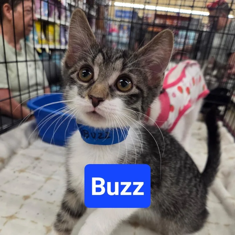 Buzz thumbnail 2
