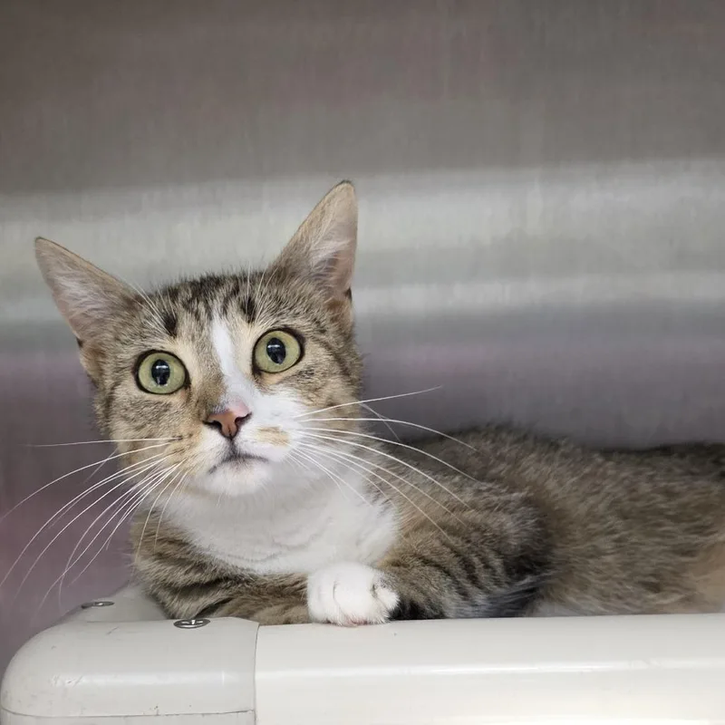 A young medium-sized female Brown / Chocolate Domestic Short Hair cat named Danica for adoption in Fort Wayne, IN