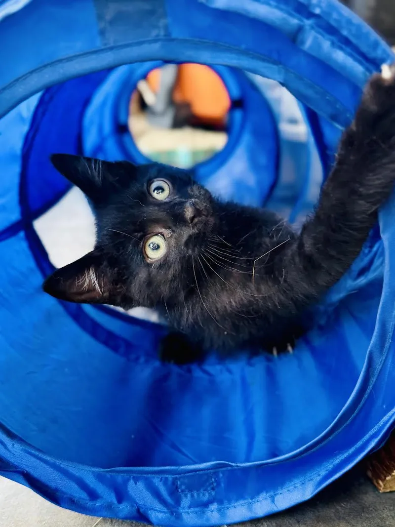 A baby small-sized male Domestic Short Hair cat named Felix for adoption in Mankato, MN