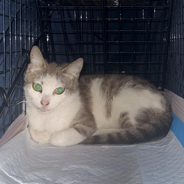 A baby small-sized female Gray / Blue / Silver Domestic Short Hair cat named Jt for adoption in Brooklyn, NY