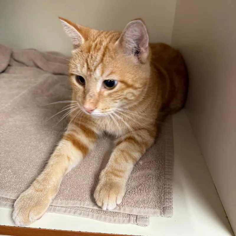 An adult large-sized male Orange / Red Domestic Short Hair cat named Malcolm for adoption in Port Richey, FL