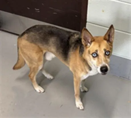 A young medium-sized male German Shepherd Dog dog named Clark for adoption in Corpus Christi, TX
