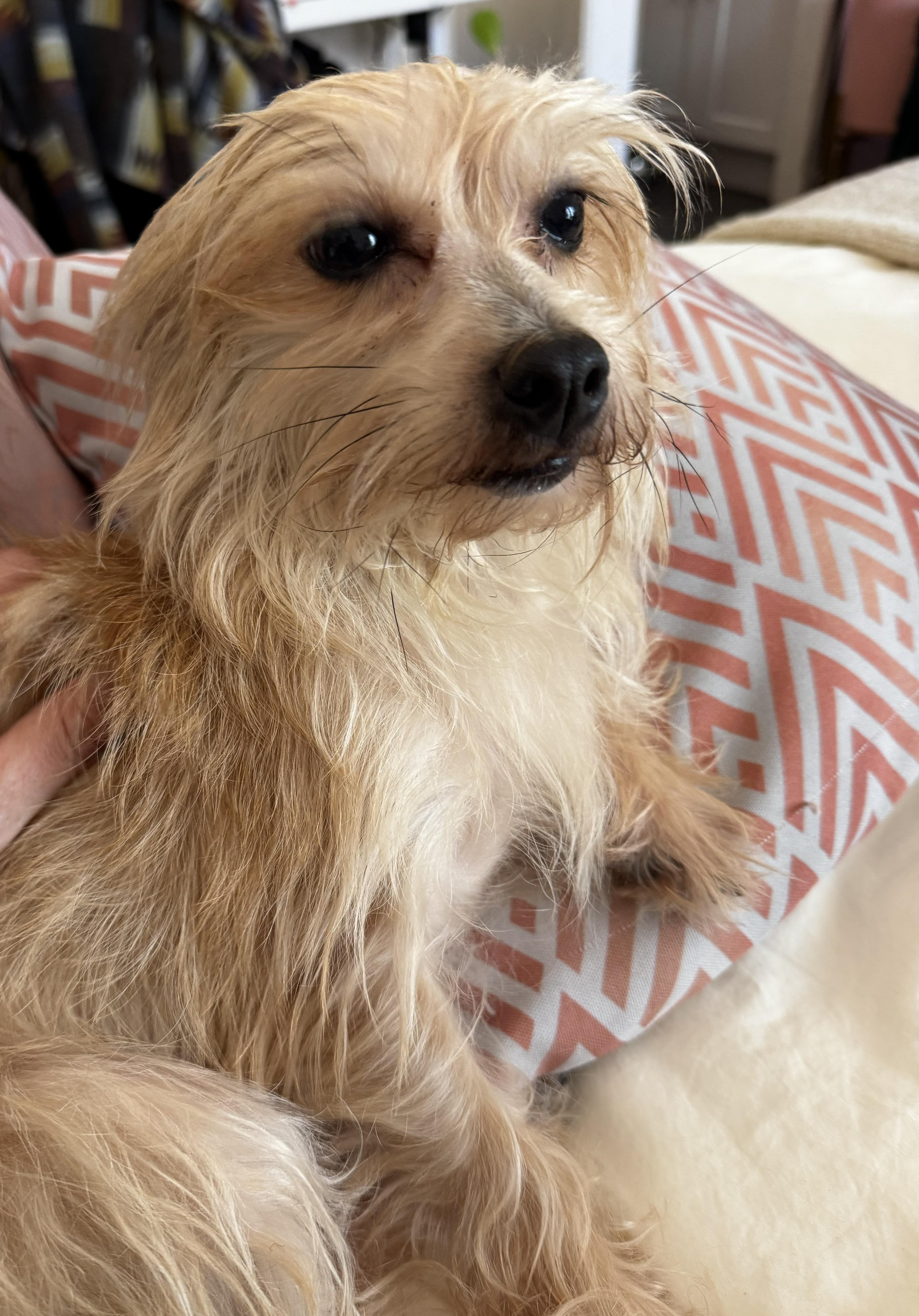An adult small-sized female Yellow / Tan / Blond / Fawn Terrier dog named Tess for adoption in Studio City, CA