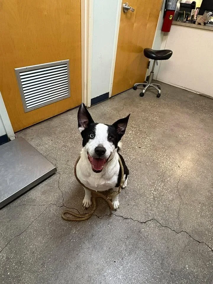 An adult large-sized female Mixed Breed dog named Oreo Bites for adoption in Ocala, FL