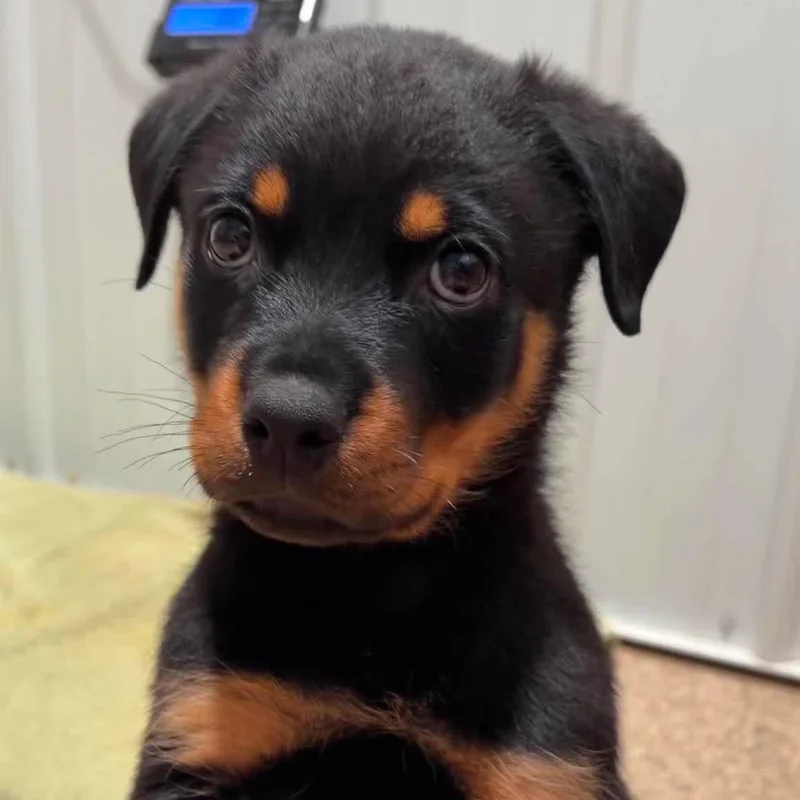 A baby large-sized male Rottweiler dog named Persimmon for adoption in Valparaiso, IN