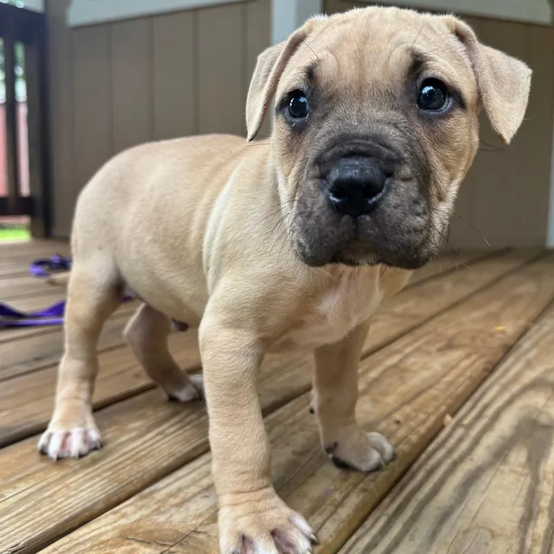 A baby medium-sized male Yellow / Tan / Blond / Fawn Mixed Breed dog named Colby for adoption in Hopkinton, MA