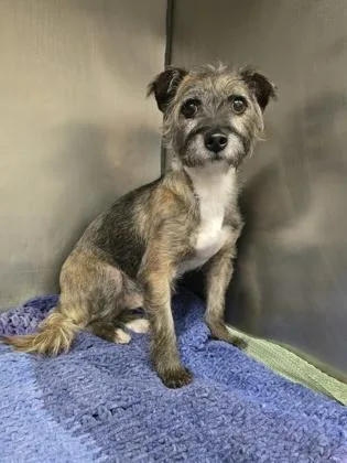 An adult small-sized male Cairn Terrier dog named Blue for adoption in North Miami Beach, FL