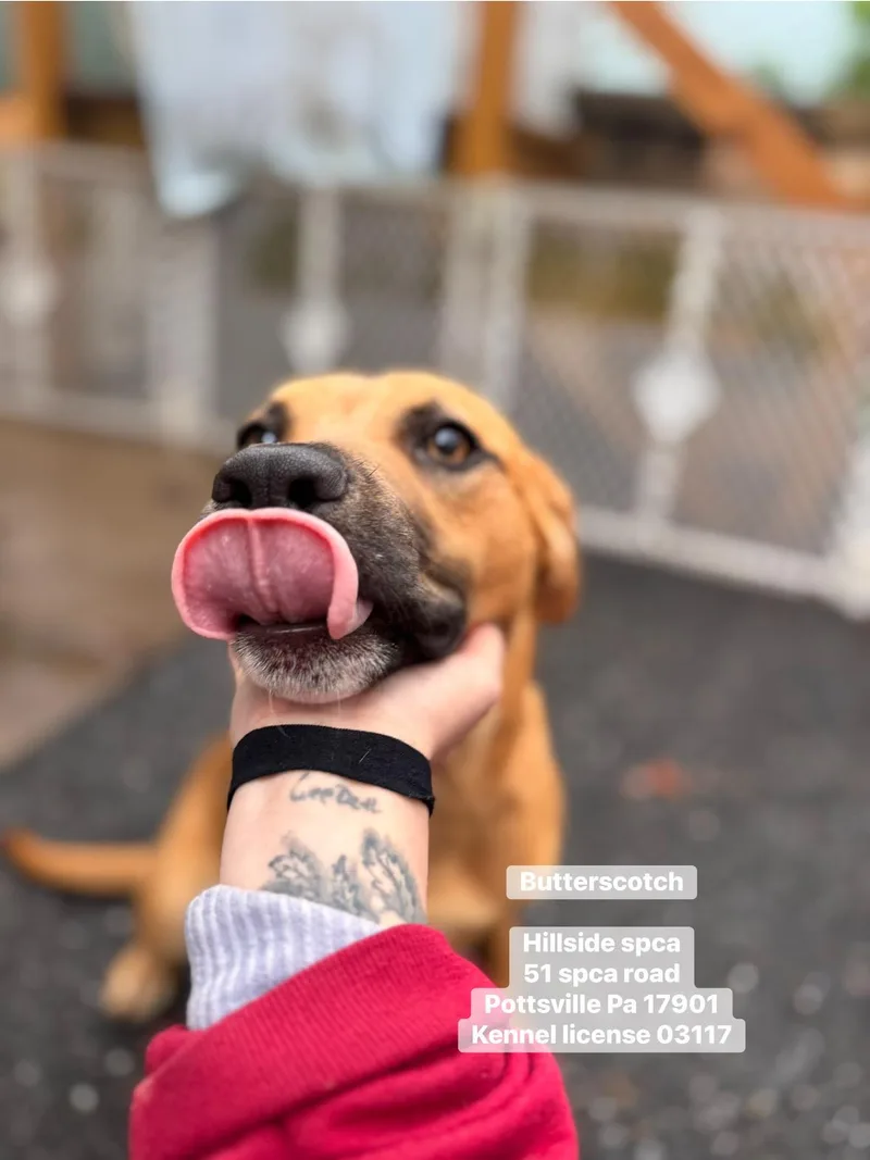 A young medium-sized female Brown / Chocolate Hound dog named Butterscotch for adoption in Pottsville, PA