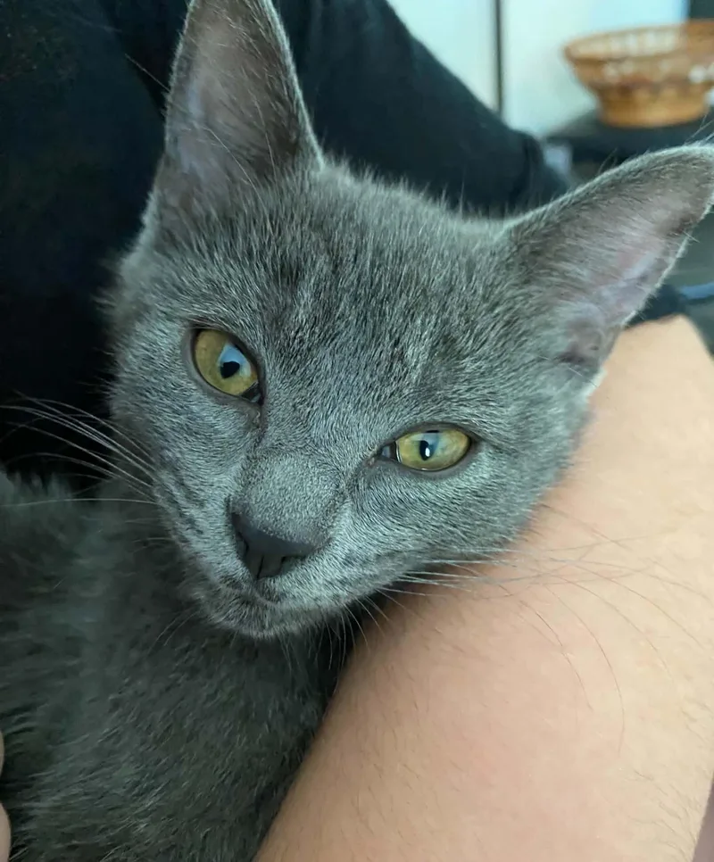 Chubbs