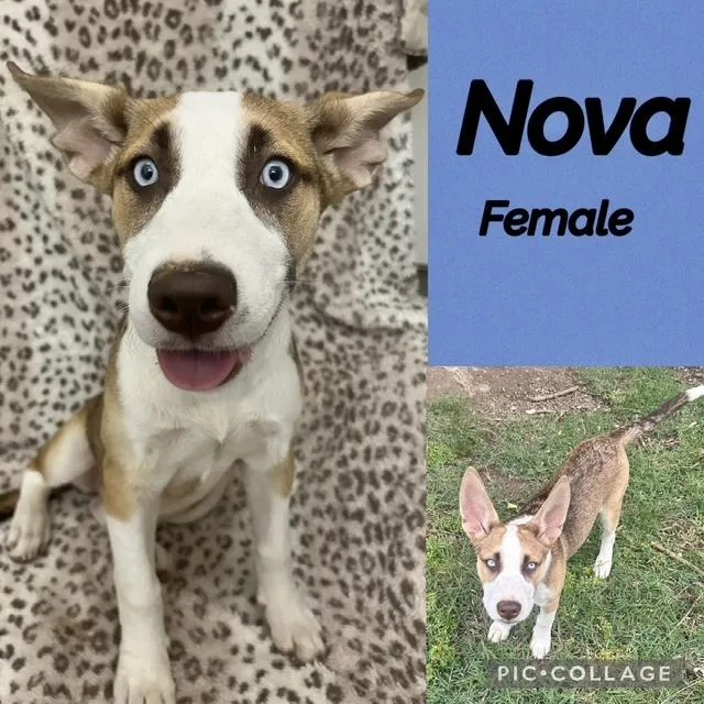 A baby medium-sized female Husky dog named Nova for adoption in Manchester, CT