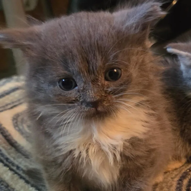A baby small-sized male Gray / Blue / Silver Domestic Short Hair cat named Blue Bell for adoption in Wilmington, DE