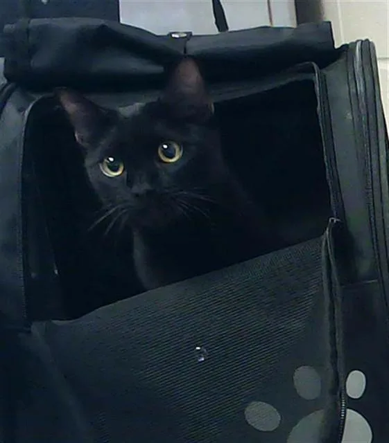 A young small-sized male Domestic Short Hair cat named Ace for adoption in Fayetteville, NC