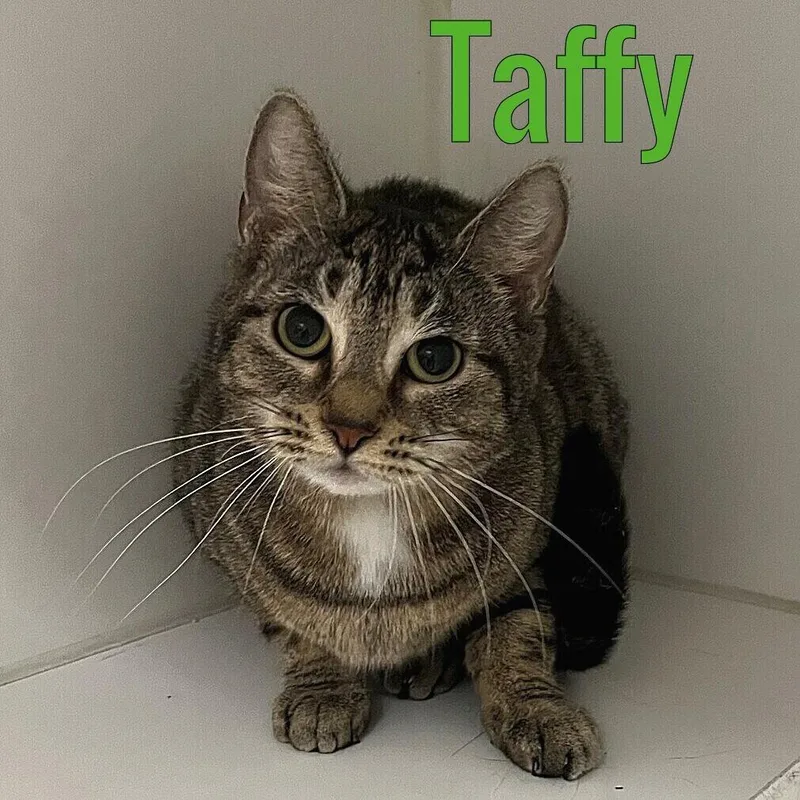 An adult medium-sized female Tabby (Brown / Chocolate) Domestic Short Hair cat named Taffy for adoption in Pleasantville, NJ