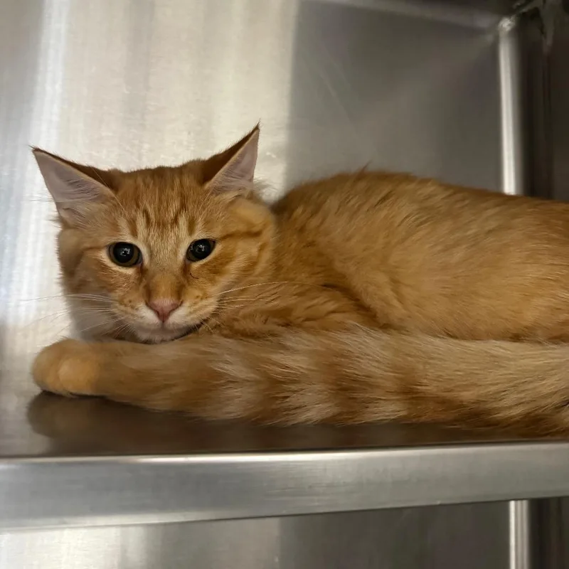 A baby medium-sized male Domestic Medium Hair cat named Jack for adoption in Henderson, NV