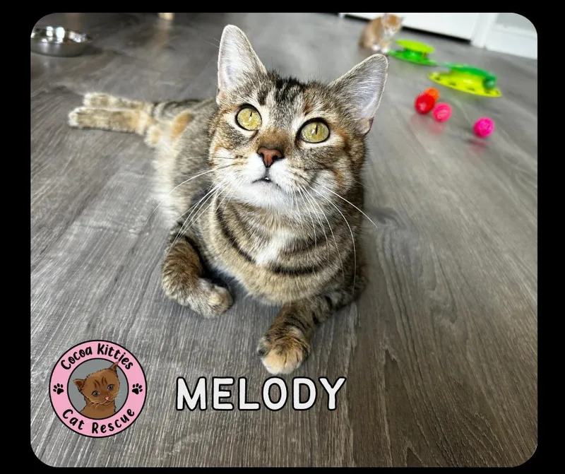 A young medium-sized female Domestic Short Hair cat named Melody for adoption in Hershey, PA
