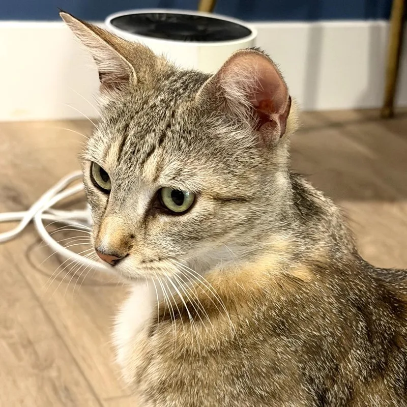 A young medium-sized female Calico Domestic Short Hair cat named Meemaw for adoption in Long Beach, CA