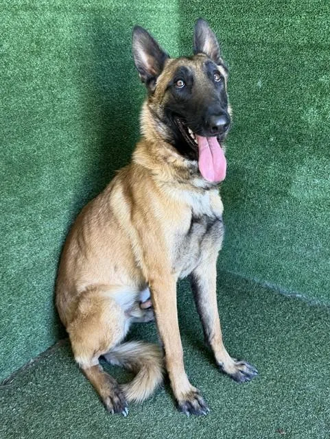 An adult large-sized male Belgian Shepherd / Malinois dog named Yogi for adoption in Lancaster, CA