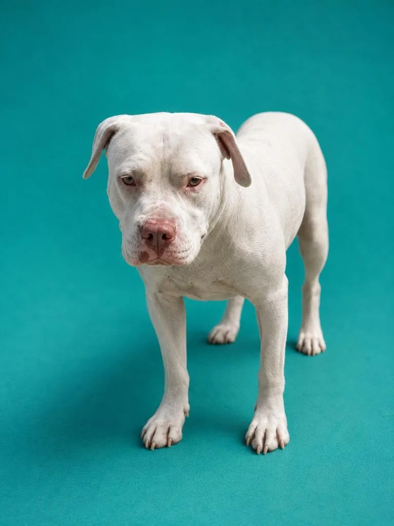 A young large-sized female Terrier dog named River for adoption in Wauchula, FL
