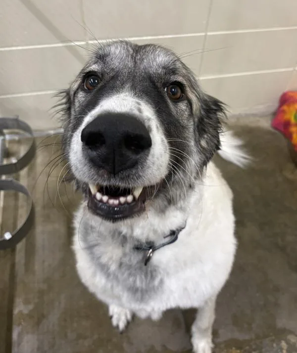 An adult extra large-sized female Anatolian Shepherd dog named Daisy Mae for adoption in Sioux City, IA