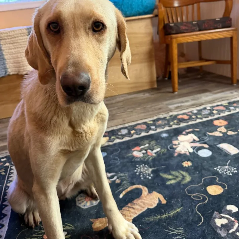 An adult medium-sized female Yellow / Tan / Blond / Fawn Yellow Labrador Retriever dog named Cinderella for adoption in Blairsville, GA