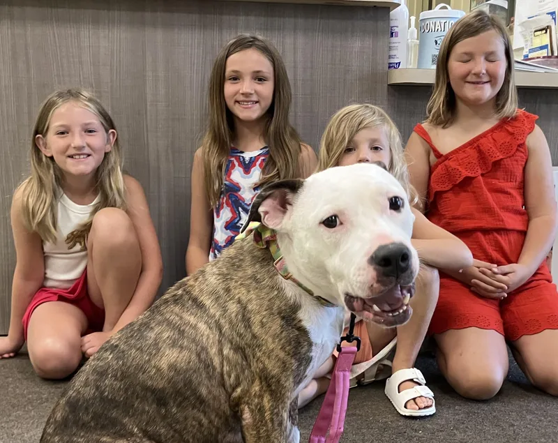 A young medium-sized female Brindle Pit Bull Terrier dog named Missy for adoption in Ashland, OH