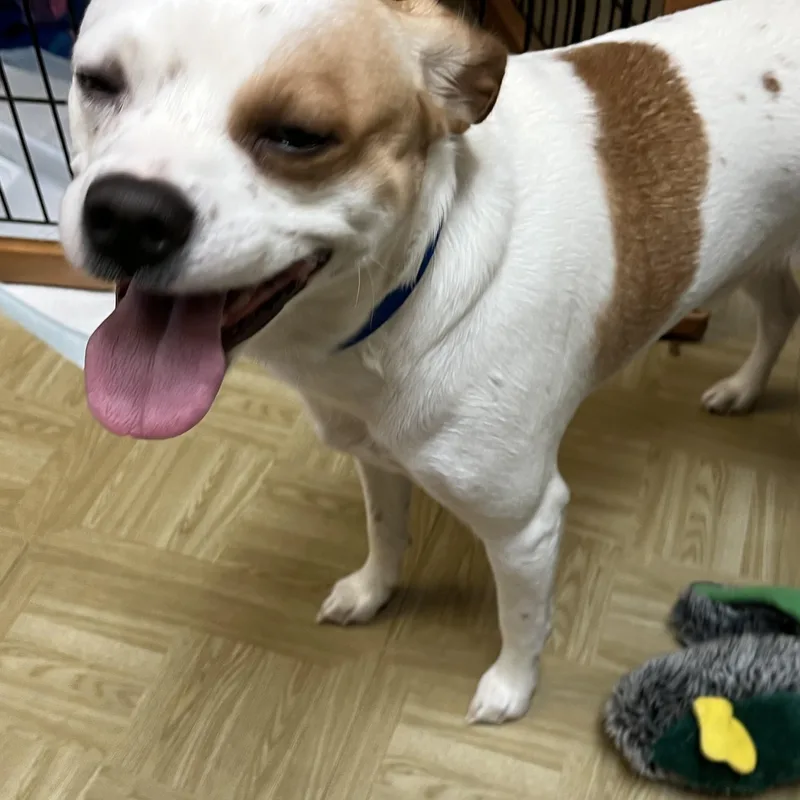 An adult small-sized male Jack Russell Terrier dog named Ty for adoption in Washington, PA