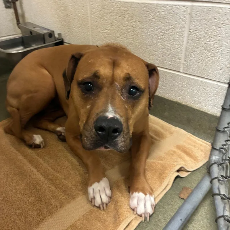 An adult large-sized male Red / Chestnut / Orange Pit Bull Terrier dog named King for adoption in Harrisonburg, VA
