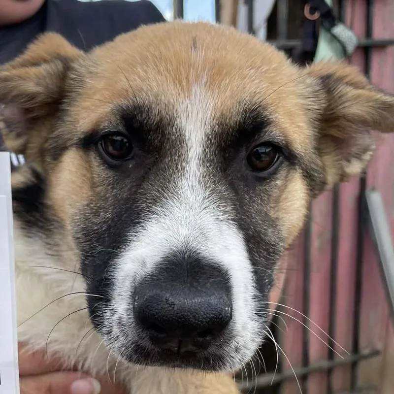A baby large-sized male Black Mixed Breed dog named Dodger for adoption in Hemet, CA