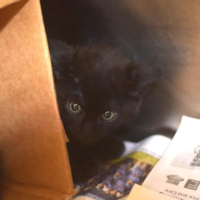 A baby small-sized female Black Domestic Medium Hair cat named Yukon Gold for adoption in Belleville, IL