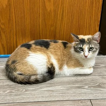 A young medium-sized female Domestic Short Hair cat named Copper for adoption in Elk Grove Village, IL