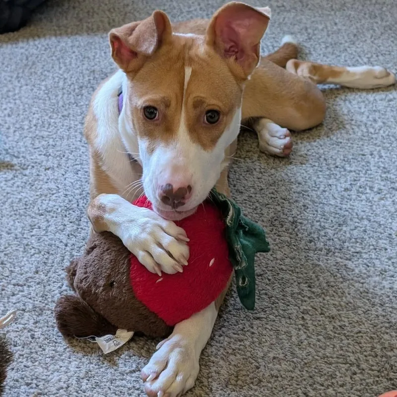 A baby medium-sized female Red / Chestnut / Orange Pit Bull Terrier dog named Mango for adoption in Alma, WI